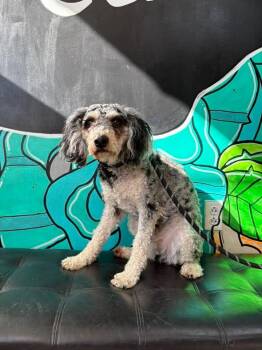 KRATOS -  Cavapoo Dog for Adoption in Vandergrift, Pennsylvania - KRATOS | PetCurious