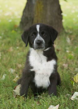 Rescue Border Collie Dogs for Adoption in Southaven, Mississippi - KODIAK | PetCurious