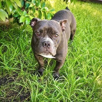 Ponga -  American Bulldog Dog for Adoption in Houston, Texas - Ponga | PetCurious