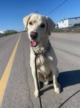 Kwazi -  Labrador Retriever Dog for Adoption in Yellowknife, Northwest Territories - Kwazi | PetCurious