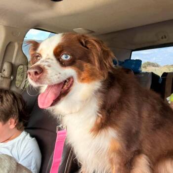 Ruby -  Australian Shepherd Dog for Adoption in Pittsburg, Kansas - Ruby | PetCurious