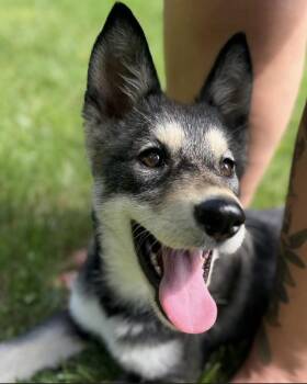 Stevie Knicks -  German Shepherd Dog Dog for Adoption in Philadelphia, Pennsylvania - Stevie Knicks | PetCurious