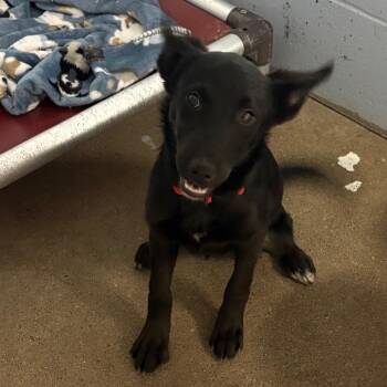 Canary -  German Shepherd Dog Dog for Adoption in Crookston, Minnesota - Canary | PetCurious
