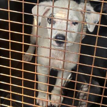 Winston -  Terrier and Mixed Breed Dog for Adoption in Montgomery, Alabama - Winston | PetCurious