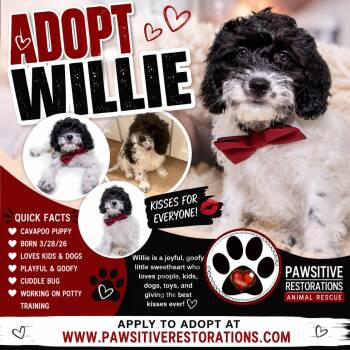 WILLIE -  Cavalier King Charles Spaniel and Miniature Poodle Dog for Adoption in Foxfield, Colorado - WILLIE | PetCurious