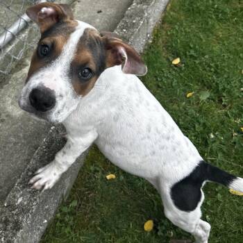 Eotriceratops -  Mixed Breed Dog for Adoption in Spruce Pine, North Carolina - Eotriceratops | PetCurious
