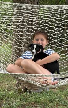 Bluebell (TN B Litter) -  Labrador Retriever Dog for Adoption in Brewster, New York - Bluebell (TN B Litter) | PetCurious