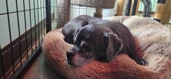 Pug Dogs Available for Adoption in Edgewood, New Mexico - Mojo | PetCurious