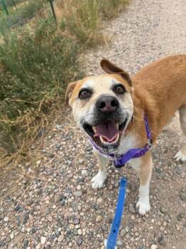 Sprocket -  Hound and Mixed Breed Dog for Adoption in Fort Collins, Colorado - Sprocket | PetCurious