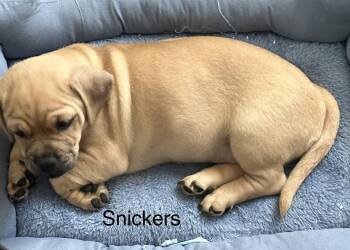 Dachshund and Pug Dogs Available for Adoption in Modesto, California - Snickers | PetCurious