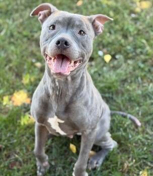 26-01488 PIGLET -  Pit Bull Terrier Dog for Adoption in Fredericksburg, Virginia - 26-01488 PIGLET | PetCurious
