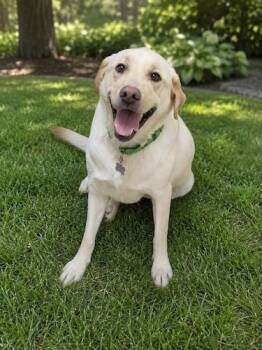Teddy 21 -  Yellow Labrador Retriever Dog for Adoption in Killingworth, Connecticut - Teddy 21 | PetCurious