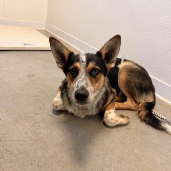Lamar -  Australian Cattle Dog Blue Heeler and Australian Shepherd Dog for Adoption in Rifle, Colorado - Lamar | PetCurious