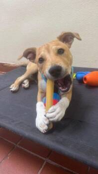 Henry -  Labrador Retriever Dog for Adoption in Jefferson, New Jersey - Henry | PetCurious