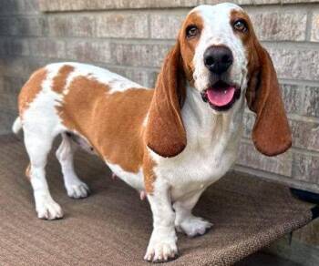 MIMI -  Basset Hound Dog for Adoption in Hamilton, New Jersey - MIMI | PetCurious