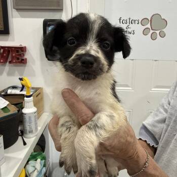 Hearsay -  Chihuahua and Mixed Breed Dog for Adoption in Sacramento, California - Hearsay | PetCurious