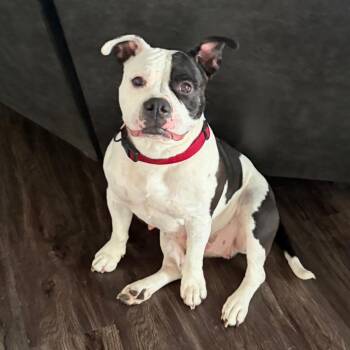 Mabel -  Mixed Breed Dog for Adoption in Rochester, Minnesota - Mabel | PetCurious