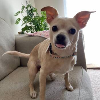 Phoebe -  Chihuahua and Mixed Breed Dog for Adoption in Durham, North Carolina - Phoebe | PetCurious