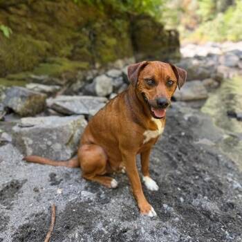 Charlie Brown Belly Rub King -  Hound and Rhodesian Ridgeback Dog for Adoption in Friendswood, Texas - Charlie Brown Belly Rub King | PetCurious