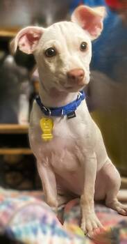 Rescue Chihuahua and Italian Greyhound Dogs for Adoption in Gilbert, Arizona - Pippa | PetCurious