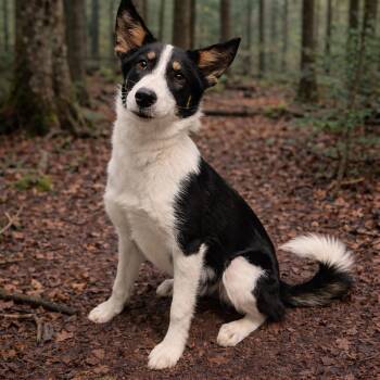Border Collie Dogs Available for Adoption in Mount Pleasant, Texas - Kira | PetCurious