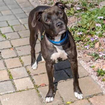 ANNIE SUE -  Pit Bull Terrier and Mixed Breed Dog for Adoption in St. Louis, Missouri - ANNIE SUE | PetCurious