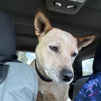 Jelly Roll -  Australian Cattle Dog Blue Heeler Dog for Adoption in Fries, Virginia - Jelly Roll | PetCurious