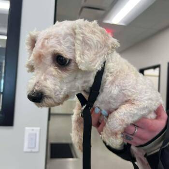 Bichon Frise Dogs Available for Adoption - Ebony | PetCurious