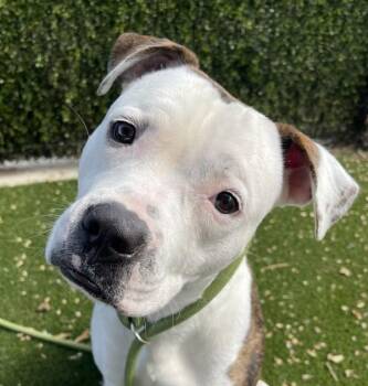Boo -  Pit Bull Terrier Dog for Adoption in Golden, Colorado - Boo | PetCurious