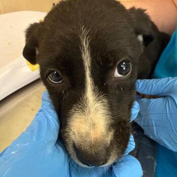 Mario -  Labrador Retriever and Shepherd Dog for Adoption in Troy, Virginia - Mario | PetCurious