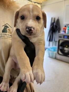 Sheldon -  Retriever and Mixed Breed Dog for Adoption in Conway, Arkansas - Sheldon | PetCurious