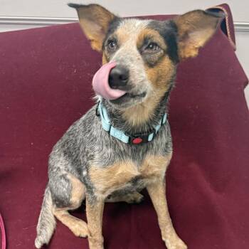 Chloe -  Cattle Dog Dog for Adoption in Houston, Texas - Chloe | PetCurious