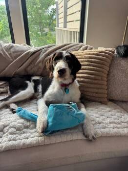 Hunter -  German Wirehaired Pointer Dog for Adoption in Fenton, Michigan - Hunter | PetCurious