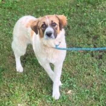 Reba -  Collie and Mixed Breed Dog for Adoption in Fairfax Station, Virginia - Reba | PetCurious