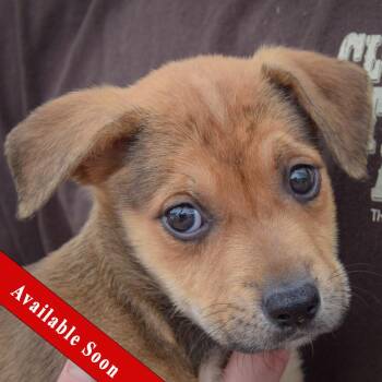 Astrid -  German Shepherd Dog and American Staffordshire Terrier Dog for Adoption in Huntley, Illinois - Astrid | PetCurious