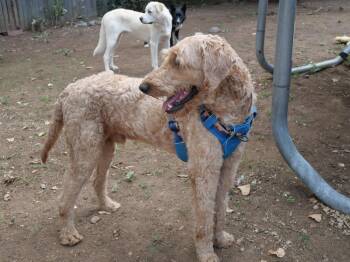 George 2 -  Goldendoodle and Poodle Dog for Adoption in Boulder, Colorado - George 2 | PetCurious