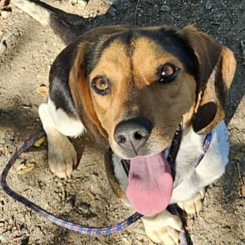 Mixed Breed Dogs Available for Adoption in Fredericksburg, Virginia - Betty II | PetCurious