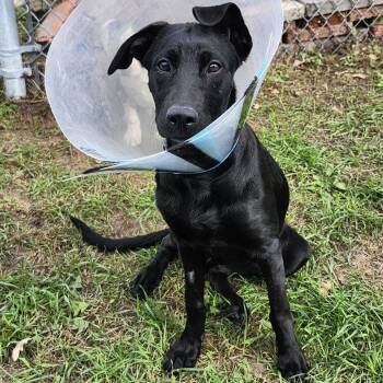 Charlotte -  Mixed Breed Dog for Adoption in Buffalo, Minnesota - Charlotte | PetCurious