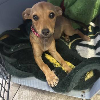 Rescue Chiweenie Dogs for Adoption in Riverside, California - Nellie | PetCurious