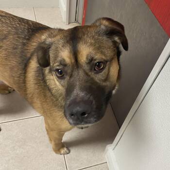 Mixed Breed and Shepherd Dogs Available for Adoption in Elyria, Ohio - Daisy | PetCurious