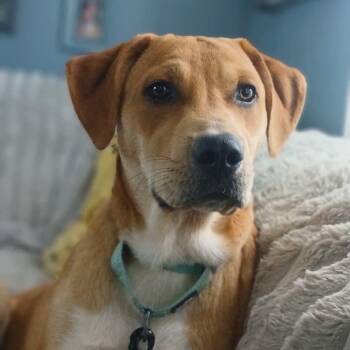 Great Pyrenees and Pit Bull Terrier Dogs Available for Adoption in Glocester, Rhode Island - Virgo | PetCurious