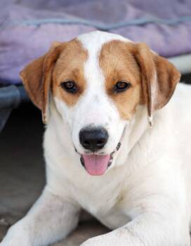 Lainey -  Labrador Retriever and Treeing Walker Coonhound Dog for Adoption in Madisonville, Texas - Lainey | PetCurious