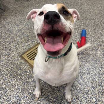 Rescue Mixed Breed Dogs for Adoption in Fairport, New York - Ridoc | PetCurious