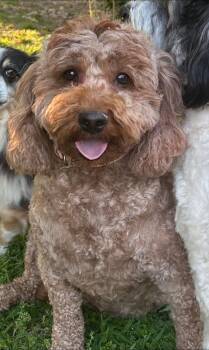 Gigi -  Goldendoodle Dog for Adoption in Anniston, Alabama - Gigi | PetCurious