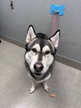 SIMBA -  Siberian Husky and German Shepherd Dog Dog for Adoption in Las Vegas, Nevada - SIMBA | PetCurious