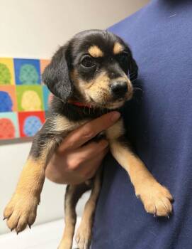 Scarlett -  Beagle Dog for Adoption in Russiaville, Indiana - Scarlett | PetCurious