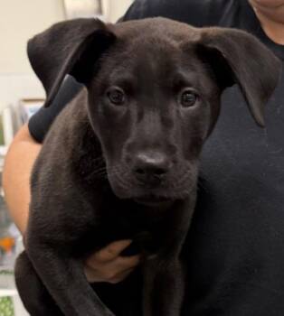 Pringle -  Labrador Retriever Dog for Adoption in Hilton Head Island, South Carolina - Pringle | PetCurious