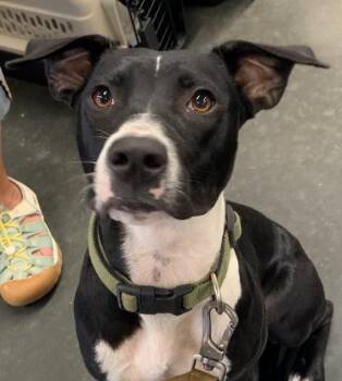 Jovie -  Terrier Dog for Adoption in Comanche, Texas - Jovie | PetCurious