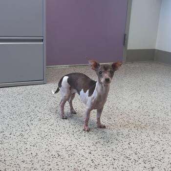 Sha Ba Bae -  Dachshund and Chihuahua Dog for Adoption in Nampa, Idaho - Sha Ba Bae | PetCurious