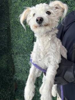 Maltese and Miniature Poodle Dogs Available for Adoption in El Paso, Texas - 60917020 | PetCurious